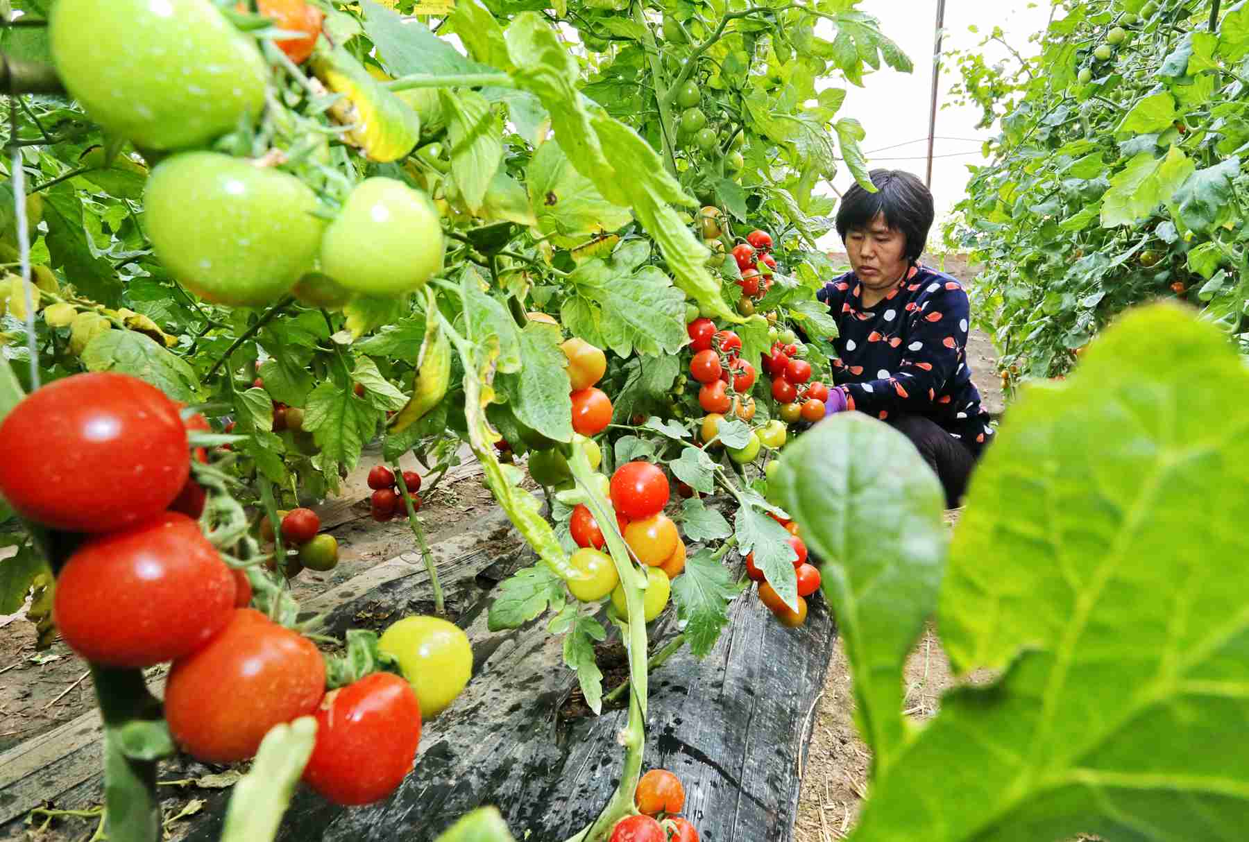 中国在WTO起诉美国征税措施！反制措施已出农业股大涨，这些国内农产品或迎契机