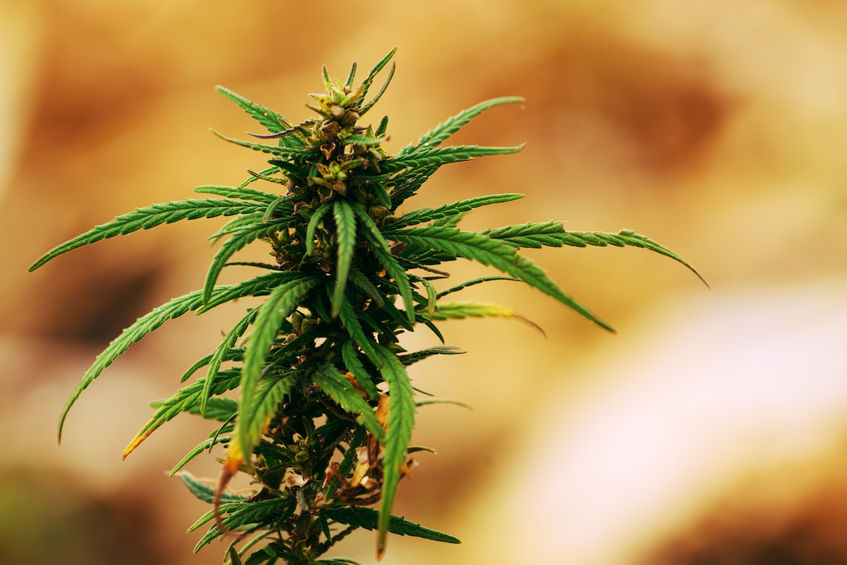 多家A股公司分食工业大麻企业 谁在吃“大餐”