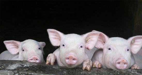 农业农村部：11月份生猪存栏和能繁母猪存栏双双止降回升