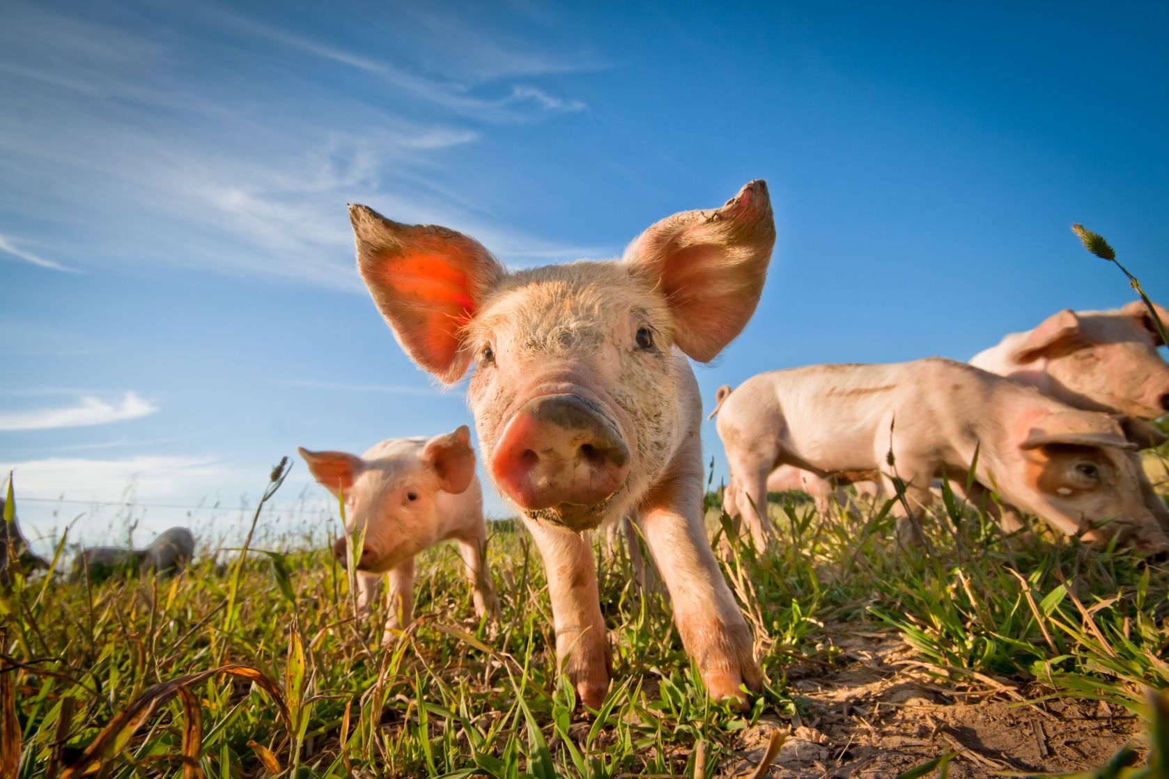 农业农村部：2020年第1周猪肉价格环比涨3.4%