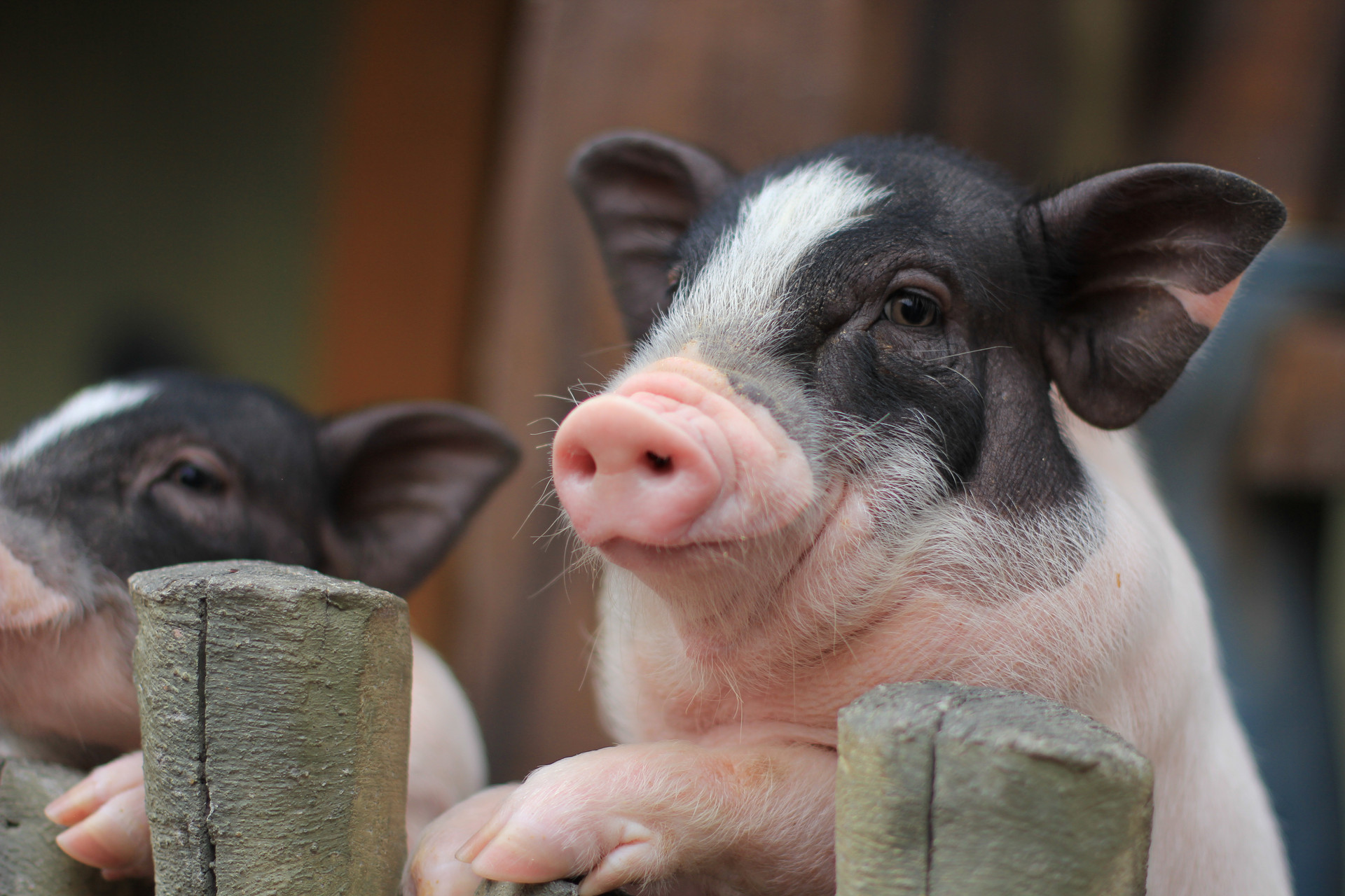 农业农村部等三部门：加大支持力度 促进生猪稳产保供