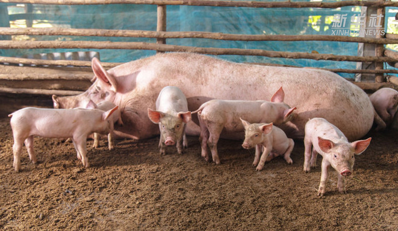 中国财富报道能繁母猪存栏连涨4个月全国生猪生产稳步恢复