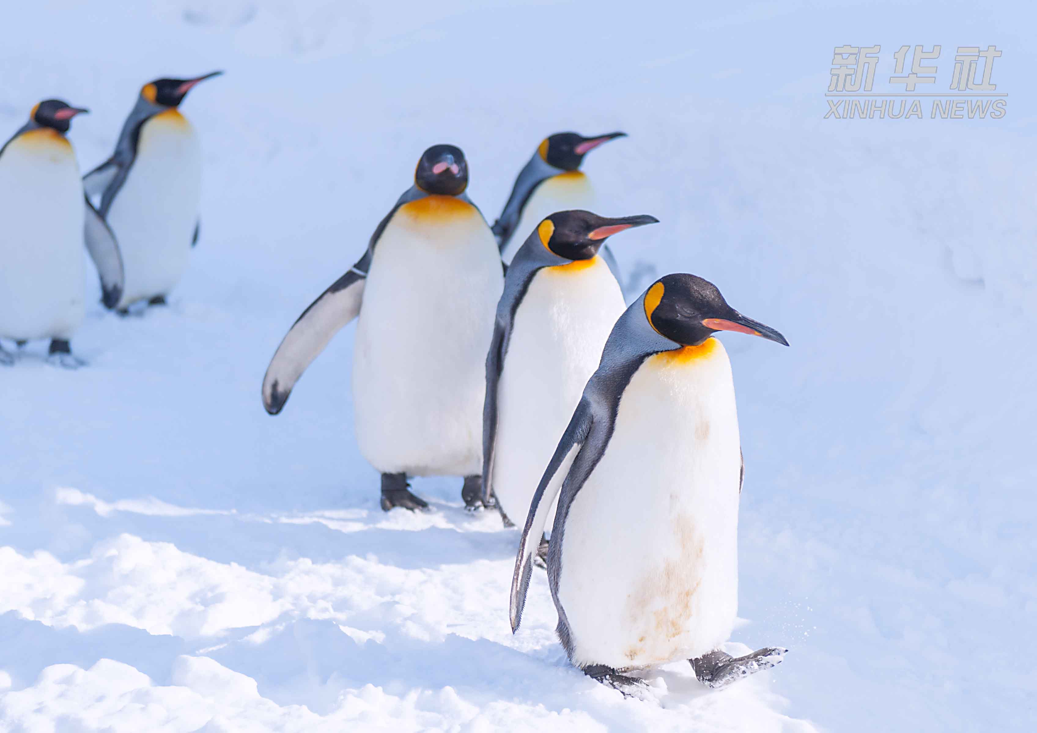 中国财富报道靠卖企鹅自救监管问询来了这家上市公司好尴尬