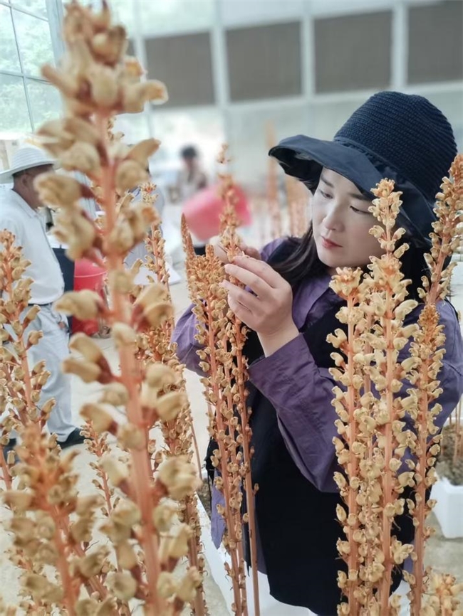 天麻开花节节高匠心共筑中国梦贵州两山天麻全产业链升级发布会启幕文化赋能+科技破局构建全球睡眠经济新生态(图10)
