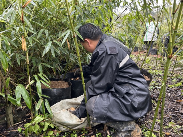 竹海点金：云南永善“以竹代木”种天麻